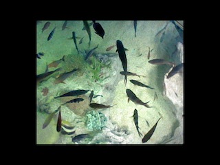 越前松島水族館　海洋館　さんごの海水槽　3DS写真