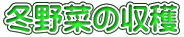 冬野菜の収穫
