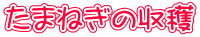 たまねぎの収穫