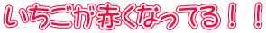 いちごが赤くなってる!!