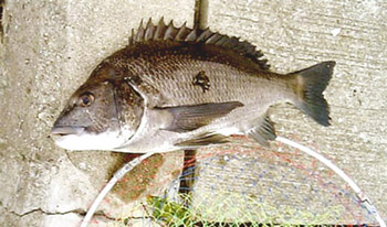 kurodai 45cm