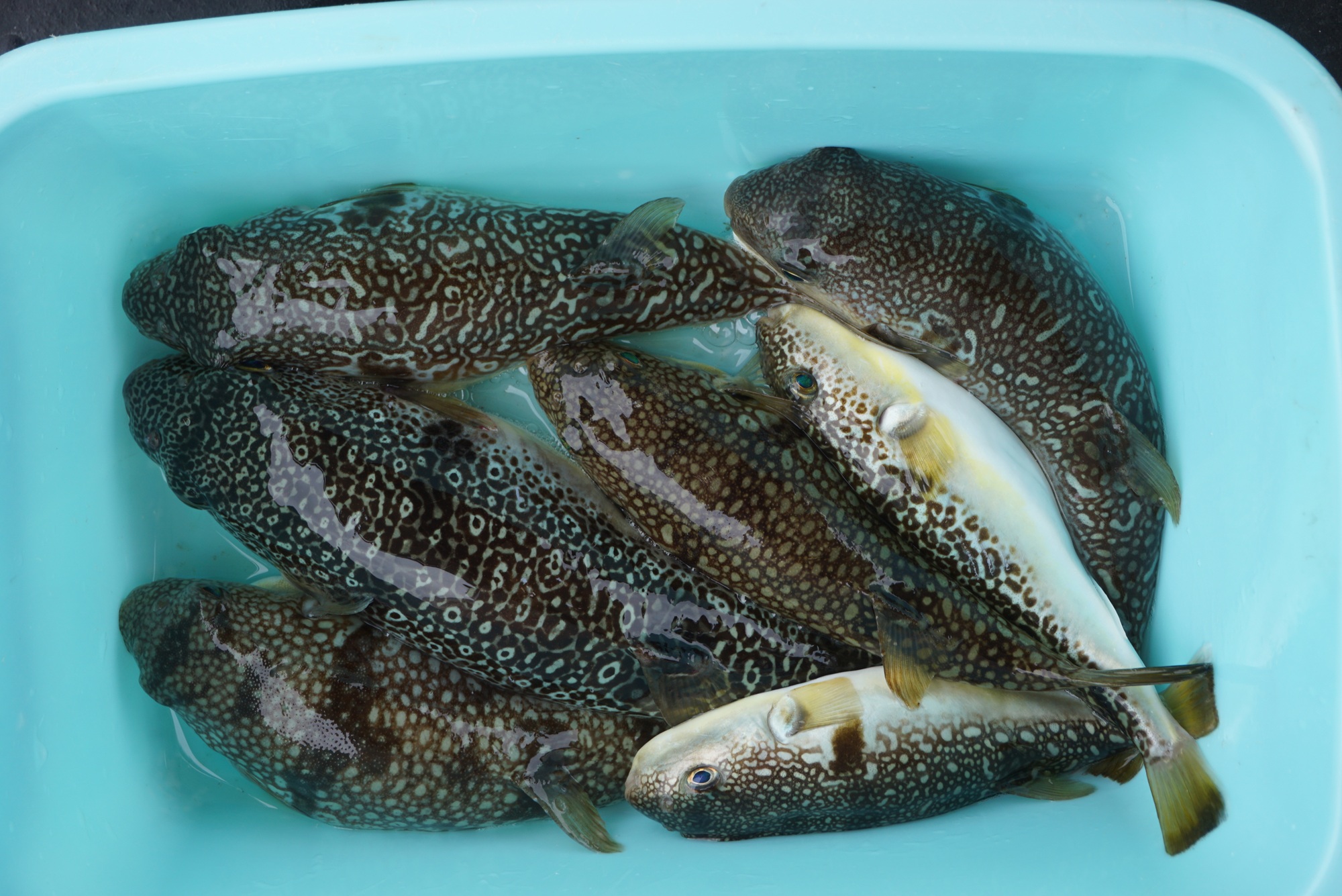 �V���E�T�C�t�O�ނ�